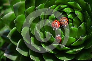 Family of red ladybugs on a green spiky plant