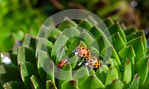 Family of red ladybugs on a green spiky plant