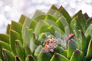 Family of red ladybugs on a green spiky plant