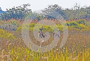 A Family of Red Lechwe in the Grasses