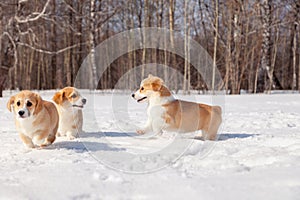 Family of red many breed welsh corgi pembroke puppy family walk outdoor, run, having fun in white snow park, winter forest.