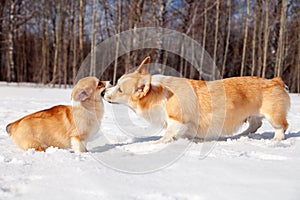 Family of red many breed welsh corgi pembroke puppy family walk outdoor, run, having fun in white snow park, winter forest.