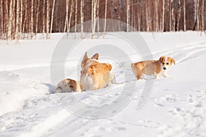 Family of red many breed welsh corgi pembroke puppy family walk outdoor, run, having fun in white snow park, winter forest.