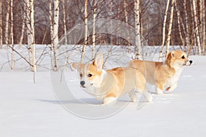 Family of red many breed welsh corgi pembroke puppy family walk outdoor, run, having fun in white snow park, winter forest.