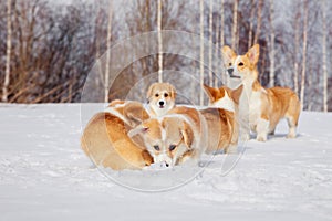 Family of red many breed welsh corgi pembroke puppy family walk outdoor, run, having fun in white snow park, winter forest.