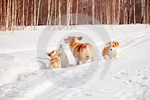 Family of red many breed welsh corgi pembroke puppy family walk outdoor, run, having fun in white snow park, winter forest.