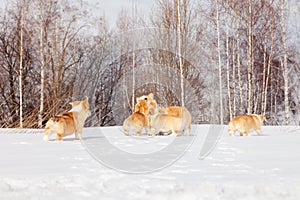 Family of red many breed welsh corgi pembroke puppy family walk outdoor, run, having fun in white snow park, winter forest.