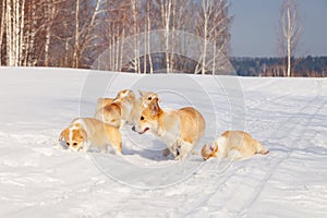 Family of red many breed welsh corgi pembroke puppy family walk outdoor, run, having fun in white snow park, winter forest.