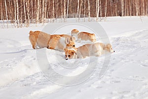 Family of red many breed welsh corgi pembroke puppy family walk outdoor, run, having fun in white snow park, winter forest.
