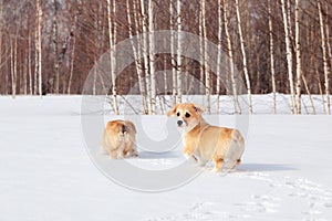 Family of red many breed welsh corgi pembroke puppy family walk outdoor, run, having fun in white snow park, winter forest.