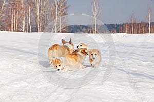 Family of red many breed welsh corgi pembroke puppy family walk outdoor, run, having fun in white snow park, winter forest.