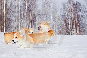 Family of red many breed welsh corgi pembroke puppy family walk outdoor, run, having fun in white snow park, winter forest.