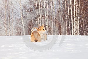 Family of red many breed welsh corgi pembroke puppy family walk outdoor, run, having fun in white snow park, winter forest.