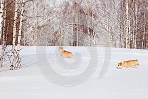 Family of red many breed welsh corgi pembroke puppy family walk outdoor, run, having fun in white snow park, winter forest.