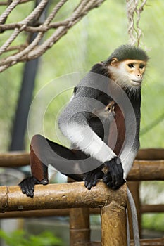 Family of Red-shanked douc langur