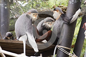 Family of Red-shanked douc langur