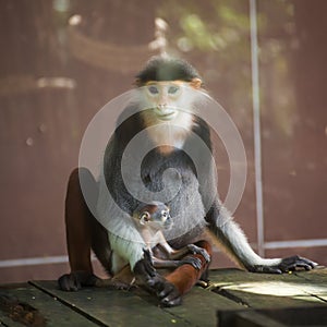 Family of Red-shanked douc langur