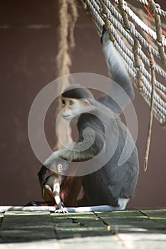 Family of Red-shanked douc langur