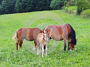 A family of red workhorses grazes on lush green grass. Stallions and adult traction horses. Animal husbandry and farming. Educatio