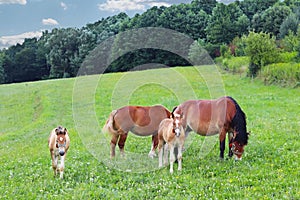 A family of red workhorses grazes on lush green grass. Stallions and adult traction horses. Animal husbandry and farming. Educatio