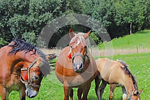 A family of red workhorses grazes on lush green grass. Stallions and adult traction horses. Animal husbandry and farming. Educatio