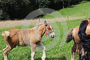 A family of red workhorses grazes on lush green grass. Stallions and adult traction horses. Animal husbandry and farming. Educatio