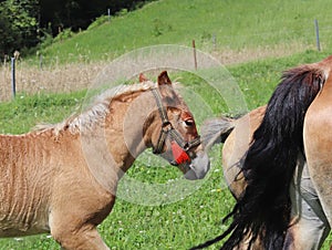 A family of red workhorses grazes on lush green grass. Stallions and adult traction horses. Animal husbandry and farming. Educatio