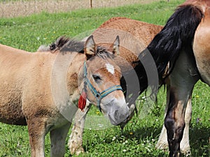 A family of red workhorses grazes on lush green grass. Stallions and adult traction horses. Animal husbandry and farming. Educatio