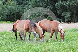 A family of red workhorses grazes on lush green grass. Stallions and adult traction horses. Animal husbandry and farming. Educatio