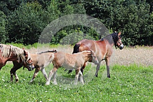 A family of red workhorses grazes on lush green grass. Stallions and adult traction horses. Animal husbandry and farming. Educatio