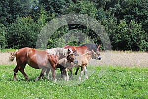 A family of red workhorses grazes on lush green grass. Stallions and adult traction horses. Animal husbandry and farming. Educatio