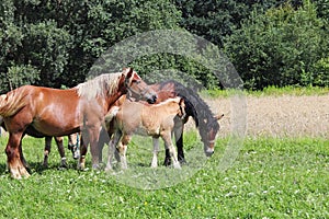 A family of red workhorses grazes on lush green grass. Stallions and adult traction horses. Animal husbandry and farming. Educatio