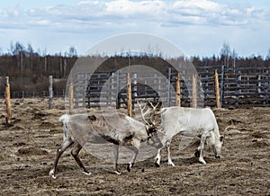 Family of reindeers in the pasture, eating the lichen.