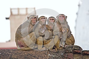Family of rhesus