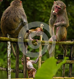 Family of Rhesus monkey sitting on bamboo fencing and playing . Baby monkey .