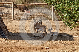 The family of rhim gazelle or rhim Gazella leptoceros, aka the slender-horned gazelle, African sand gazelle or Loder`s gazelle