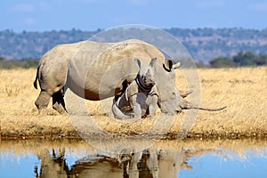 Family of rhinos are reflected in the water in the savannah