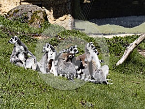 family of Ring-tailed Lemur, Lemur catta with cubs basks in the sun