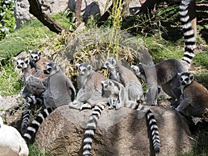 Family Ring-tailed Lemur, Lemur Catta, with pups