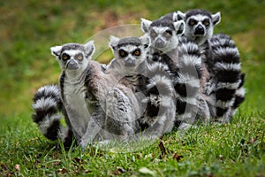 Family of Ring Tailed Lemurs posing for pictures