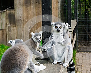 Family of ring tailed lemurs sitting together, a group of endangered monkeys from madagascar