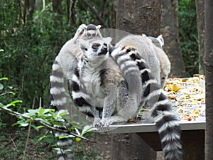 Family of Ringtailed Lemurs