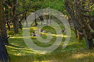 Family of roe deers in the forest, nature reserve, The Zuid-Kennemerland National Park, Netherlands Holland, wildlife