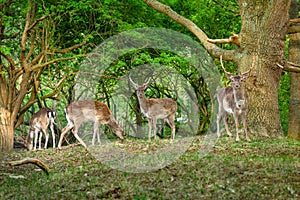 Family of roe deers in the forest, nature reserve, The Zuid-Kennemerland National Park, Netherlands Holland, wildlife