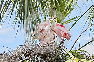 Family Of Roseate Spoonbills On The Nest photo