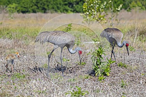 Family Of Sandhill Cranes Scavenging For Food