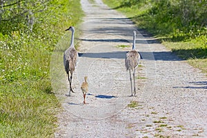 Family Of Sandhill Cranes Walking Along An Unpaved Road