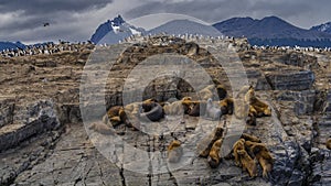 A family of sea lions is located on the rocky slope of the island in the Beagle Channel.