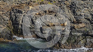 A family of sea lions is resting, lying on the rocky slopes of an island