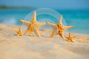 A family of sea stars rests on the sea